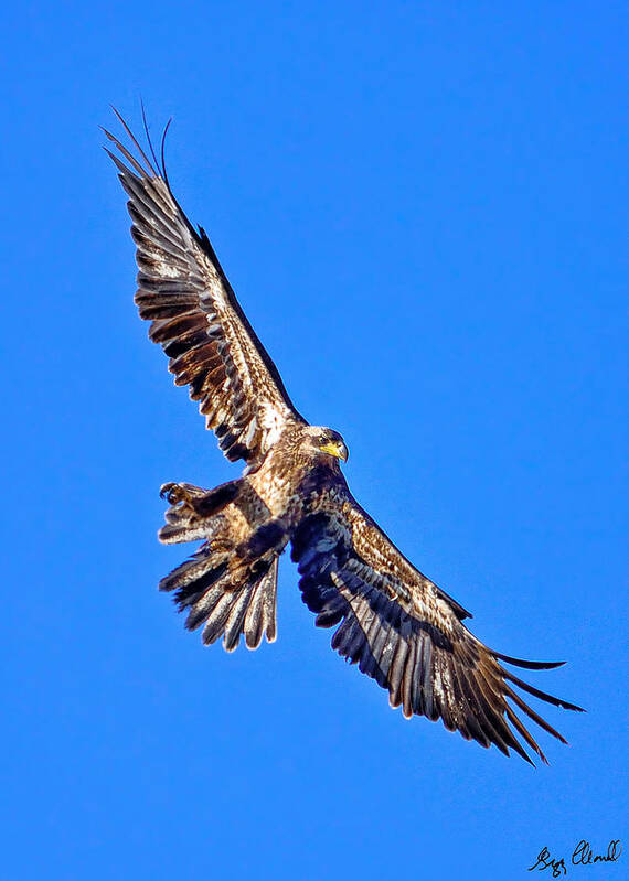Bald Eagle Art Print featuring the photograph Immature Bald Eagle in Flight LE by Greg Norrell