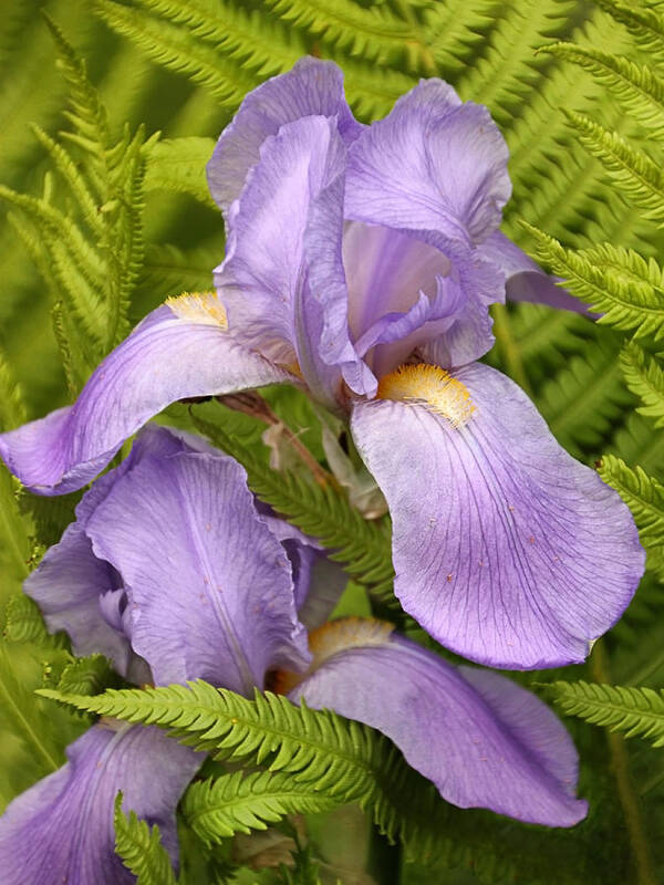 Iris Art Print featuring the photograph Iris and Fern Entwined by Theo OConnor