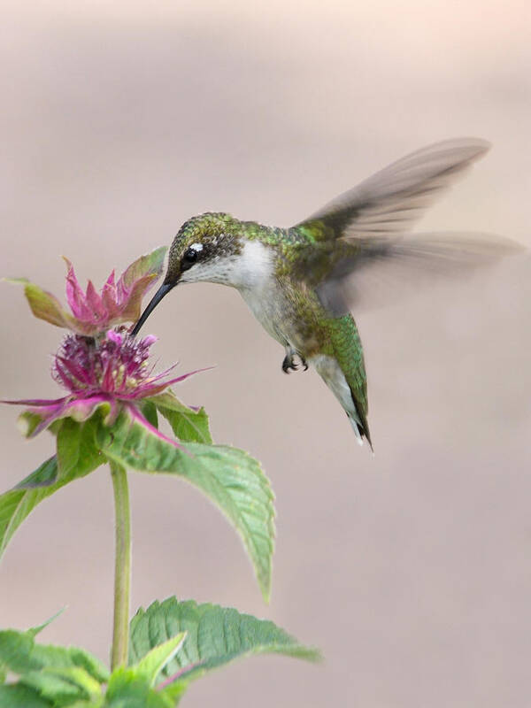 Female Ruby Throated Hummingbird Art Print featuring the photograph Ironically Iconic by Theo OConnor