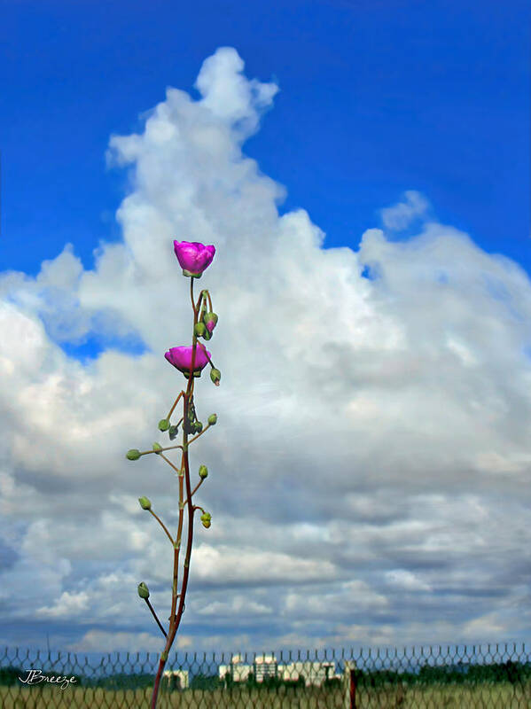 Sky Art Print featuring the photograph Jack and the Rose Stock by Jennie Breeze
