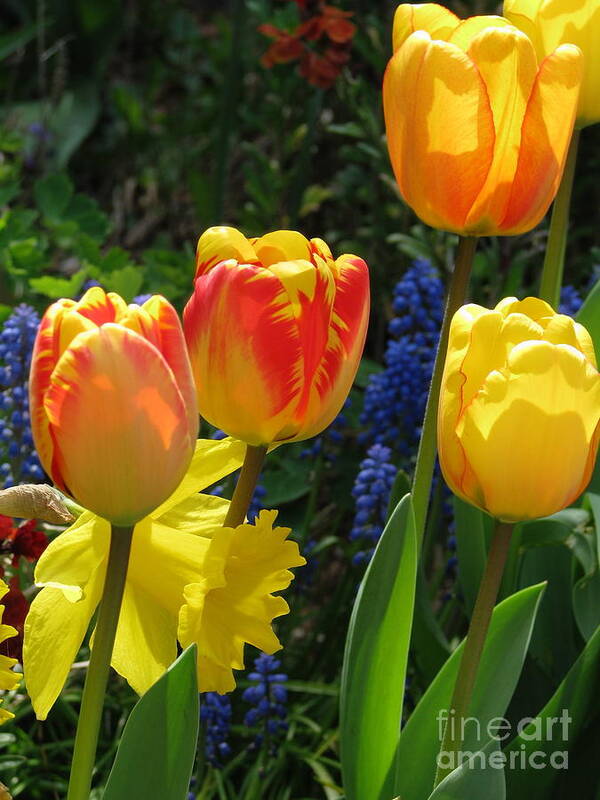 Tulips Art Print featuring the photograph Jubilance by Rory Siegel