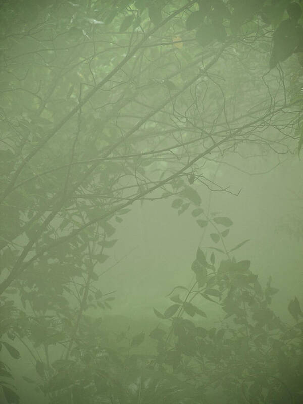 Natural Art Print featuring the photograph Jungle Mist by Shannon Workman