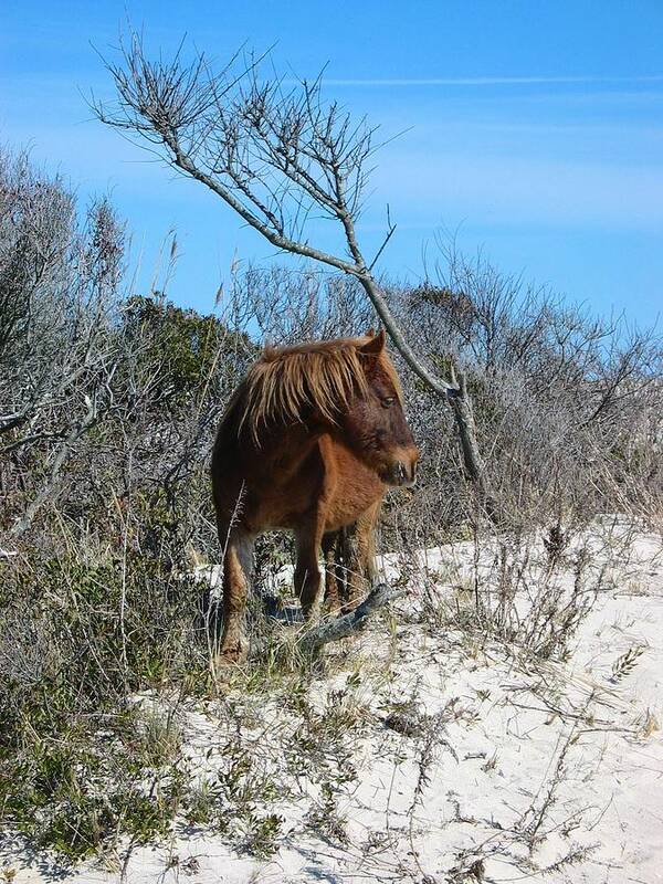 Horse Art Print featuring the photograph Just another day at the beach by Photographic Arts And Design Studio