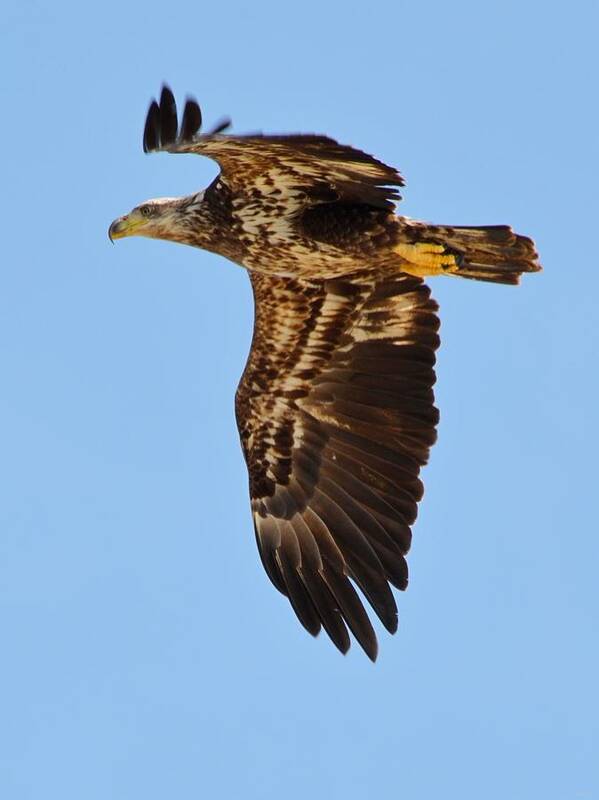 Juvenile Art Print featuring the photograph Juvenile Bald Eagle Close Up In Flight by Jeff at JSJ Photography