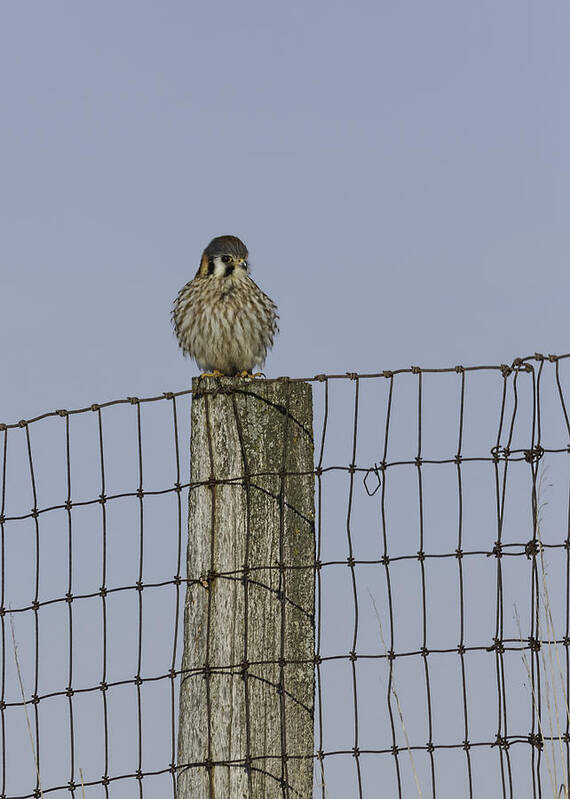 American Kestrel (falco Sparverius) Art Print featuring the photograph Kestrel On A Fence Pole by Thomas Young