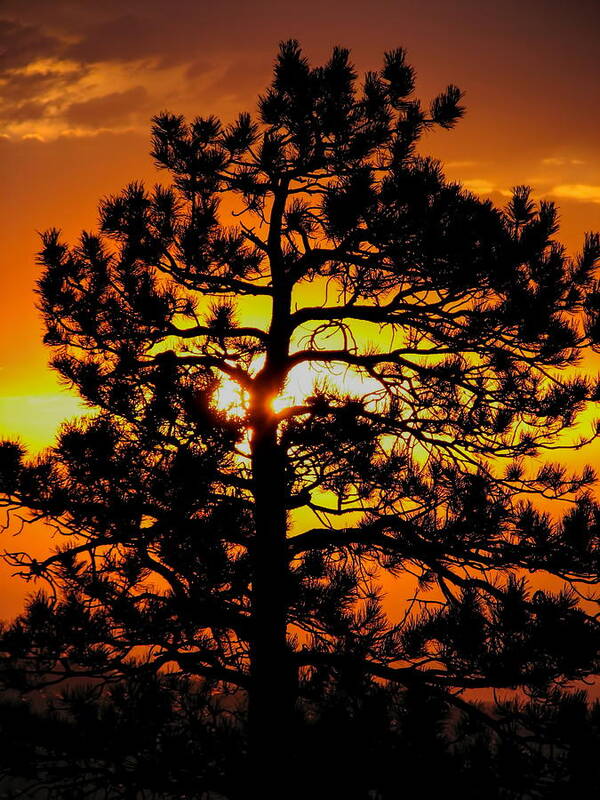 Sunrise Art Print featuring the photograph Keystone Pine by Dale Kauzlaric