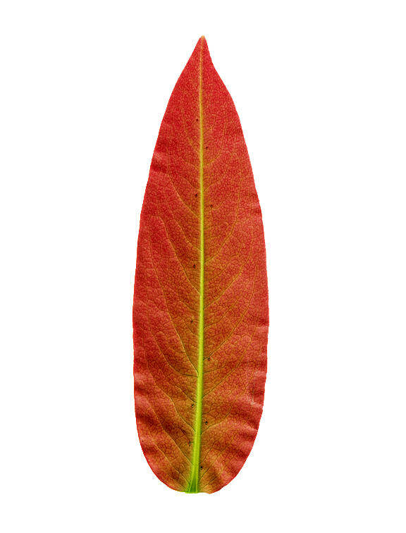 Golden Leaf Art Print featuring the photograph Kitsch leaf by Sumit Mehndiratta