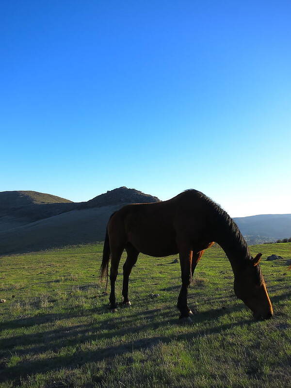 Horse Art Print featuring the photograph Laguna Hills Grazing by Paul Foutz