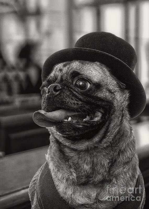 Pug Art Print featuring the photograph Last Call Pug Greeting Card by Edward Fielding