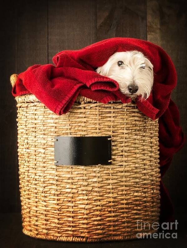 Dog Art Print featuring the photograph Laundry Day by Edward Fielding