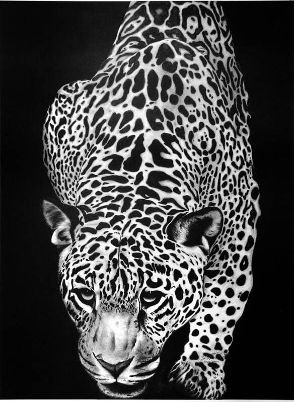 Leopard Art Print featuring the drawing Leopard by Jerry Winick