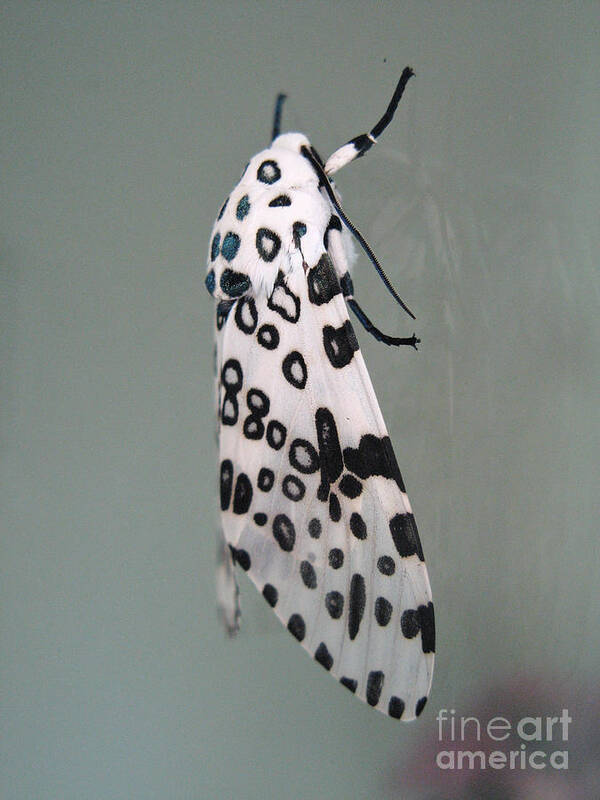 Moths Art Print featuring the photograph Leopard Moth by Christopher Plummer