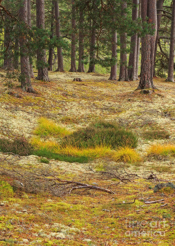 Lichen Art Print featuring the photograph Lichens and Grasses on the Forest Floor by Louise Heusinkveld