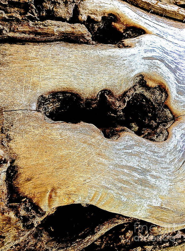 Tree Bark Original Photo Prints Art Print featuring the photograph Light burnt accents by Delona Seserman