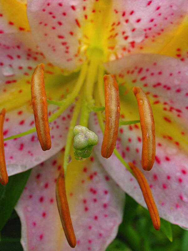 Lily Art Print featuring the photograph Lily Macro by Juergen Roth