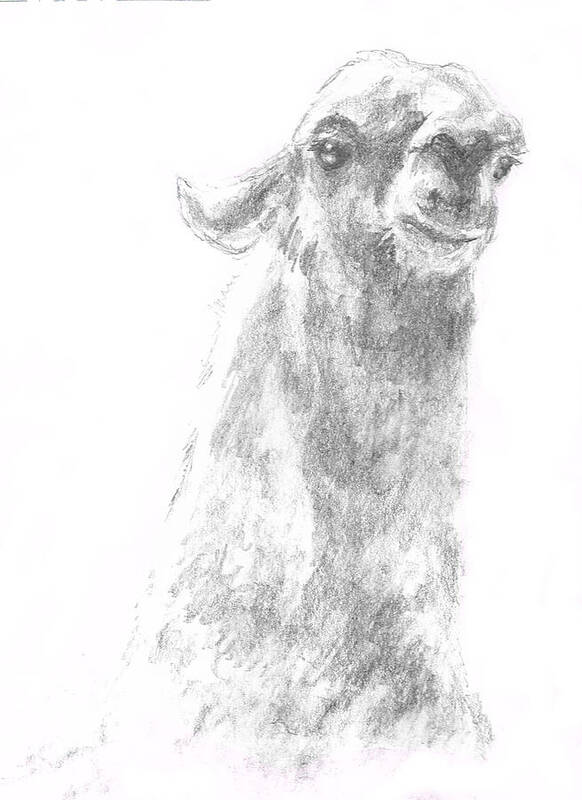Llama Art Print featuring the drawing Llama Close up by Andrew Gillette