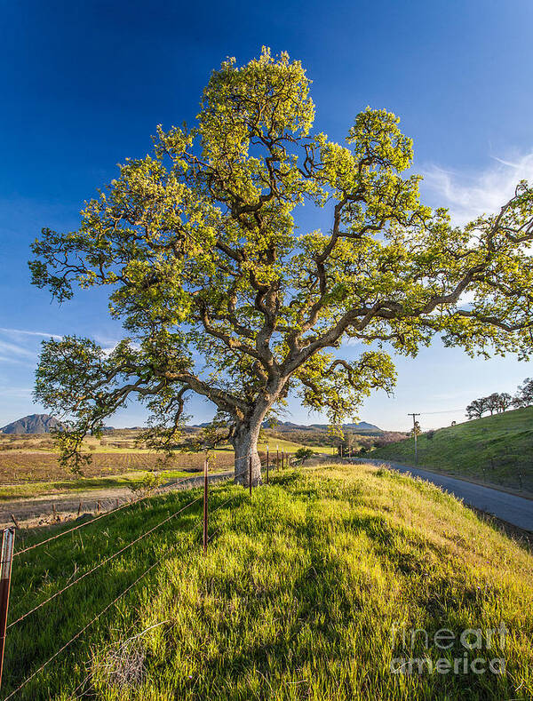 Landscape Art Print featuring the photograph Lone tree by Charles Garcia