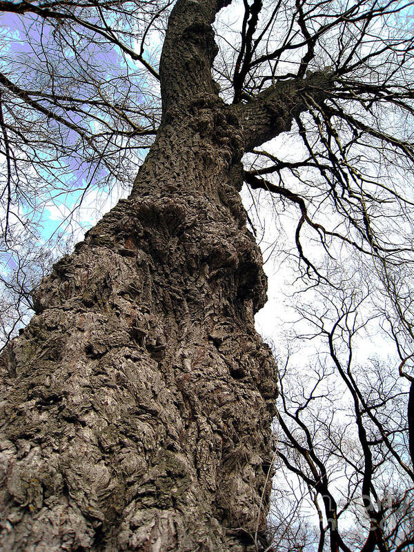 Trees Art Print featuring the photograph Look Up Look Way Up by Nina Silver