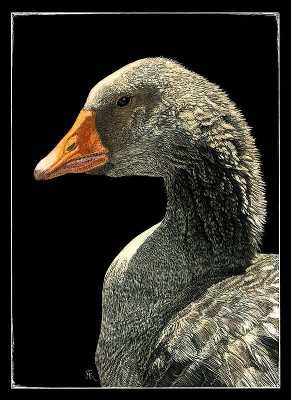 Goose Art Print featuring the drawing Lucy by Ann Ranlett