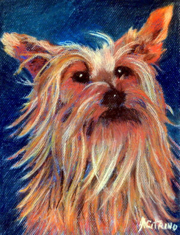 Yorkie Art Print featuring the pastel Made My Day  pastel by Antonia Citrino