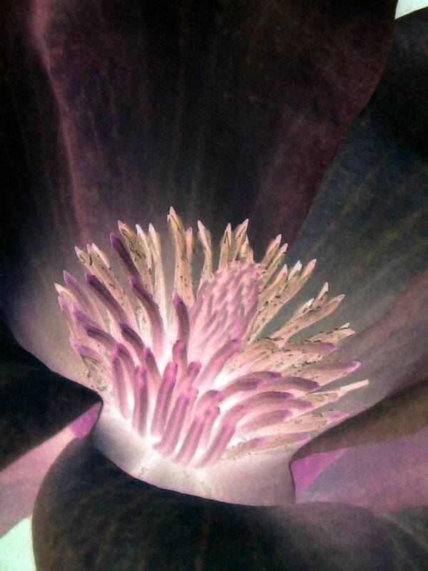 Magnolia Art Print featuring the photograph Magnolia Flower - PhotoPower 1821 by Pamela Critchlow