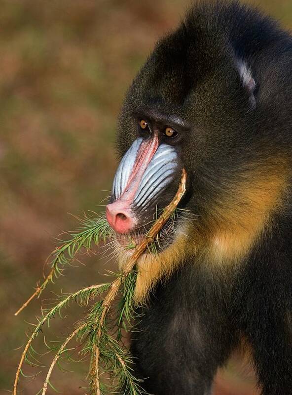 Mandrill Art Print featuring the photograph Mandrill Eating A Pine Branch by Denise Swanson/science Photo Library