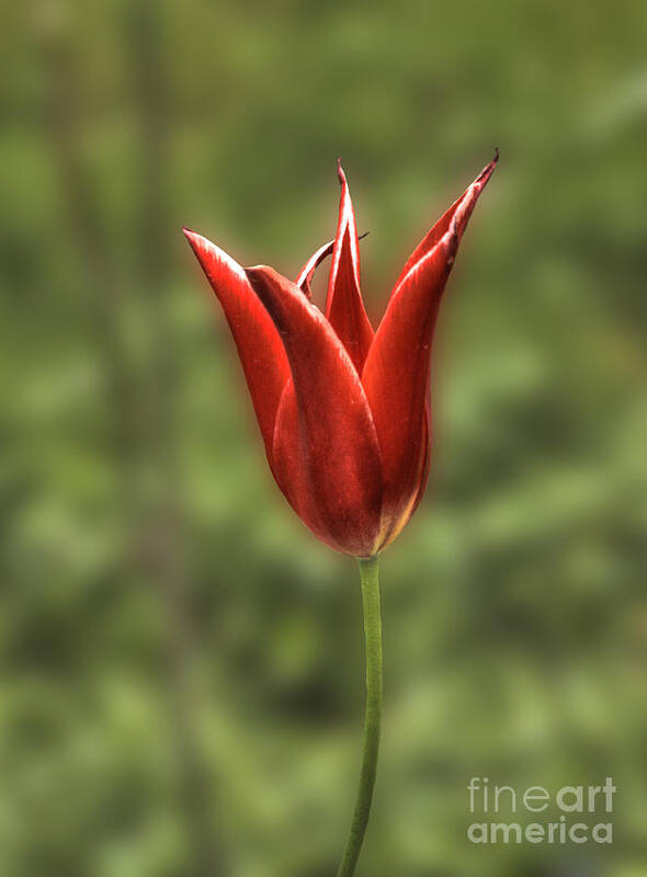 Mariette Tulip Art Print featuring the photograph Mariette Tulip 2 by Deborah Smolinske