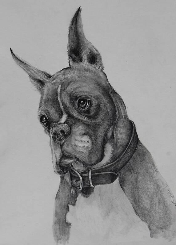 Boxer Dog Art Print featuring the drawing Maverick by Jean Cormier