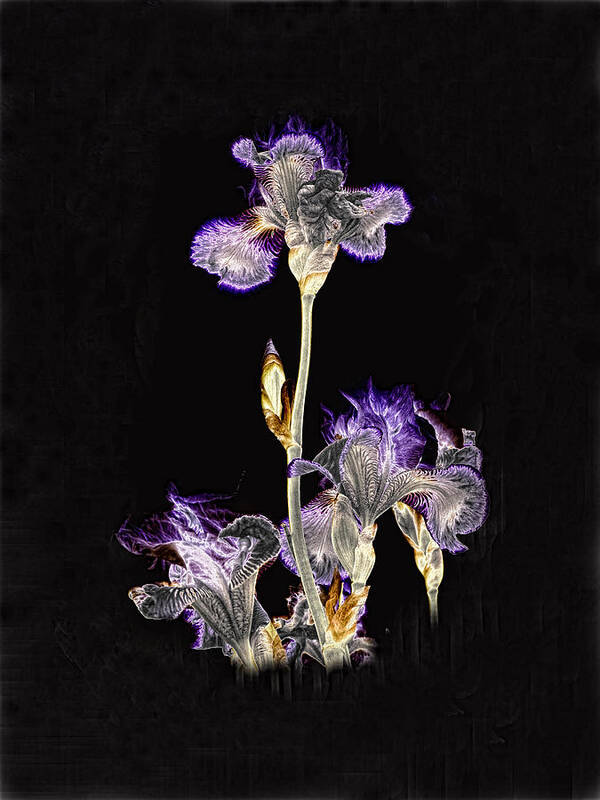 Iris Art Print featuring the photograph Midnight Iris by Ron White
