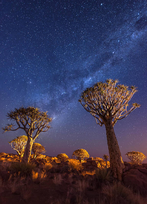 Namibia Art Print featuring the photograph Milky Way Over Quiver Trees - Namibia Night Photograph by Duane Miller