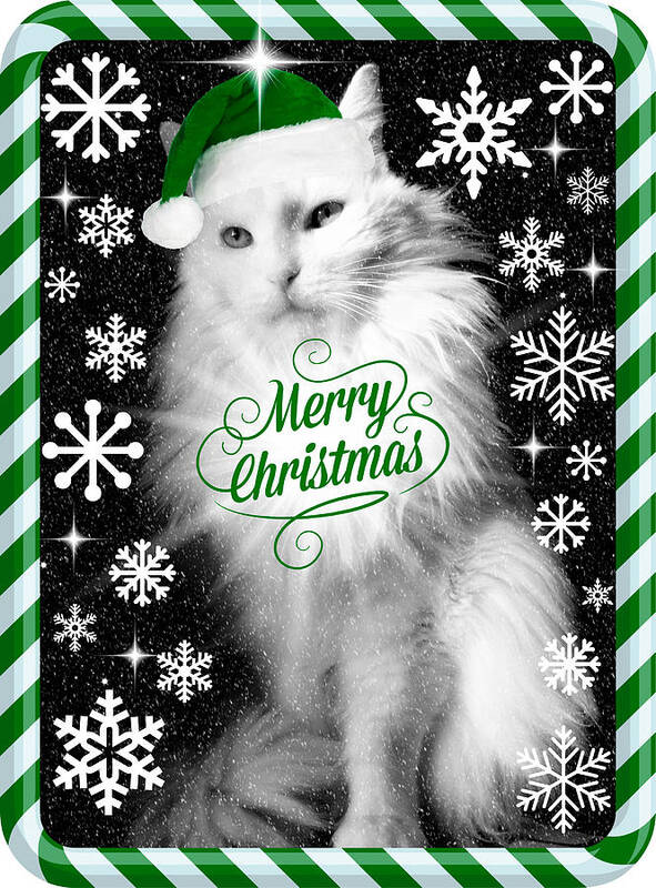 Christmas Art Print featuring the photograph Mod Cards - I'm A Star Baby I'm A Christmas Star III - Merry Christmas by Aurelio Zucco