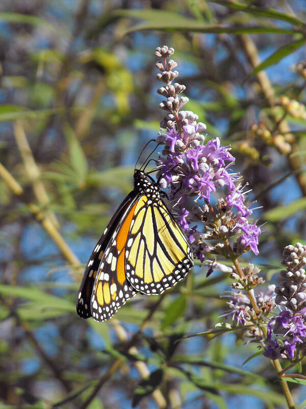 Butterfly Art Print featuring the photograph Monarch on Vitex by Jayne Wilson