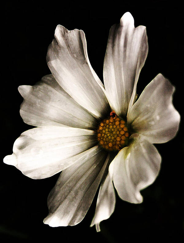 Coreopsis Art Print featuring the photograph Moody Bloom by Susan McMenamin