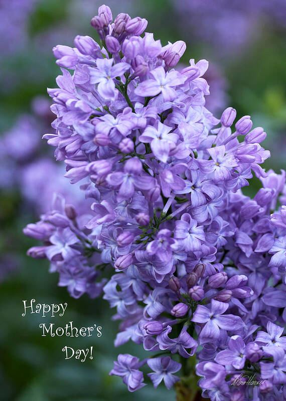 Lilacs Art Print featuring the photograph Mothers Day Lilacs by Diana Haronis