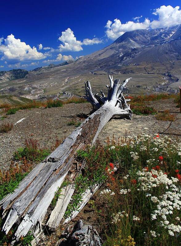 Mount Saint Helens Blast Zone Art Print featuring the photograph Mount Saint Helens Felled By The Volcano by Mo Barton