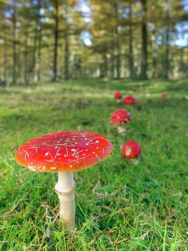 Scenics Art Print featuring the photograph Muscaria Family by By Mediotuerto