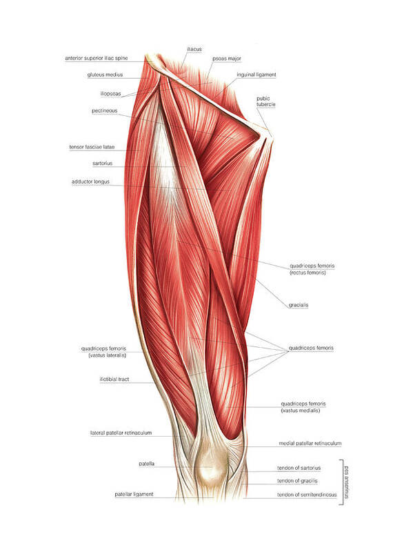 Muscles Of The Thigh Art Print