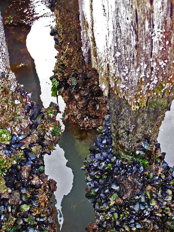 Mussels Art Print featuring the photograph Mussels on Pier by Jennifer Robin