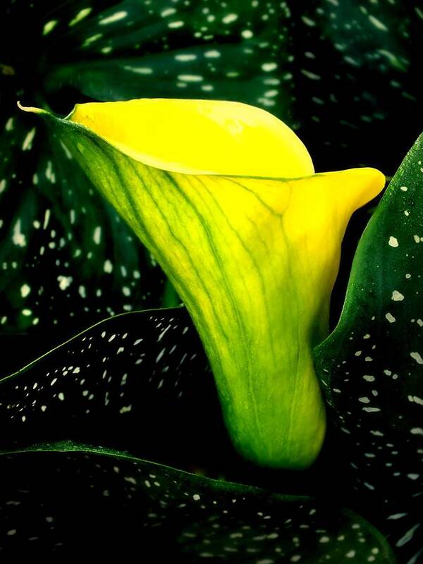 Calla Lilies Art Print featuring the photograph Nature's Symphony by Karen Wiles