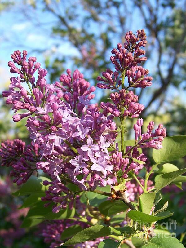 Purple Art Print featuring the photograph Purple Lilac by Eunice Miller