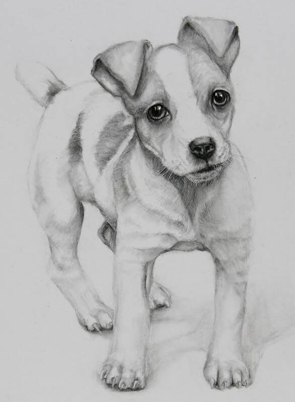 Jack Russell Art Print featuring the drawing Nitro by Jean Cormier