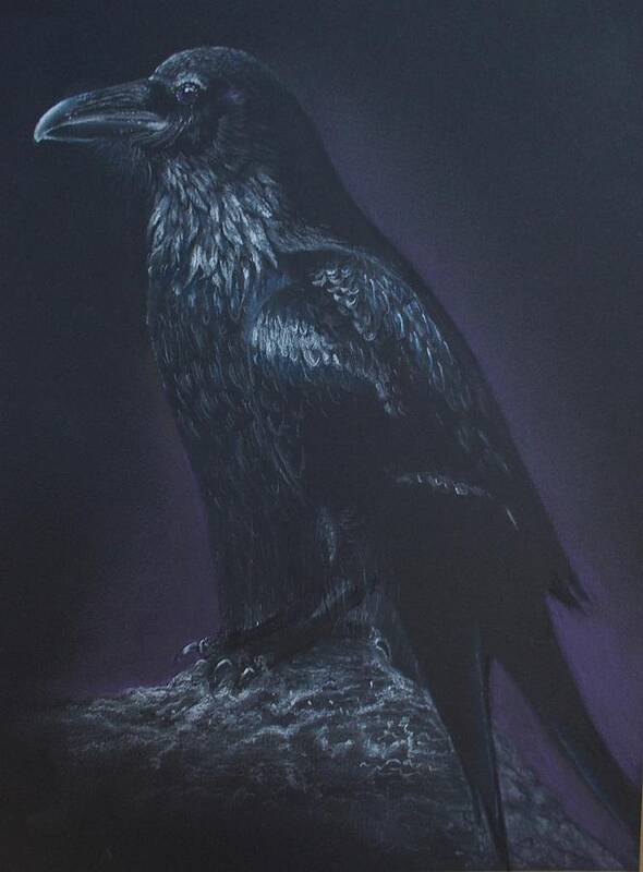  Art Print featuring the drawing Noble Raven by Diana Schmidt