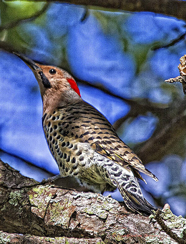 Colaptes Art Print featuring the photograph Northern Flicker Woodpecker II by Constantine Gregory