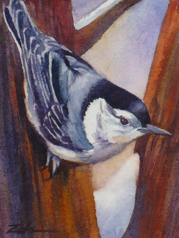 Nuthatch Art Print featuring the painting Nuthatch by Janet Zeh