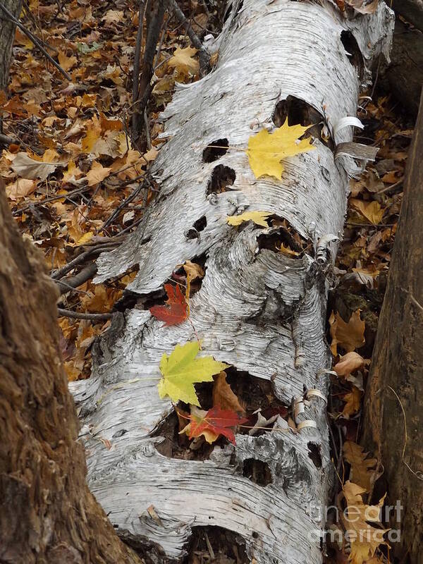 Nature Fall Autumn Birch Tree Outdoors Hunting Art Print featuring the photograph Old Fallen Birch by Erick Schmidt