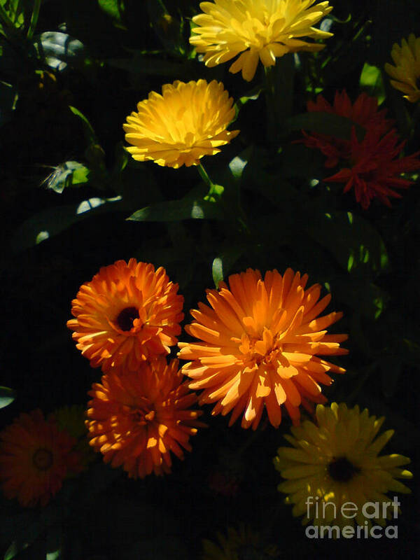 Old-fashioned Marigolds Art Print featuring the photograph Old-Fashioned Marigolds by Martin Howard