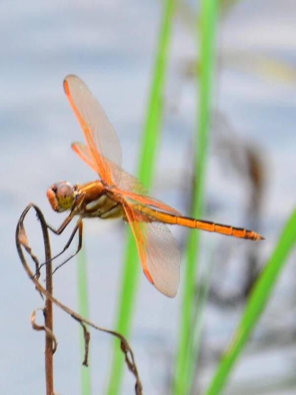 Orange Dragonfly On The Water's Edge Art Print featuring the photograph Orange Dragonfly on the Water's Edge by Maria Urso