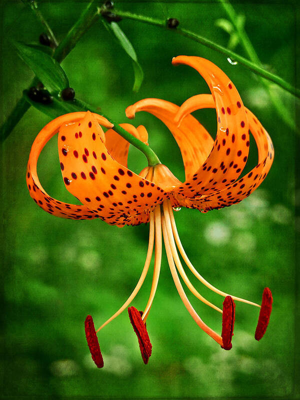 Orange Tiger Lily Art Print featuring the photograph Orange Tiger Lily by Carolyn Derstine