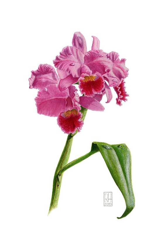 Orchid Art Print featuring the painting Orchid - Lc. Culminant la tuilerie by Richard Harpum