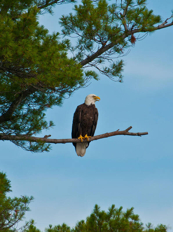 Bald Eagle Art Print featuring the photograph Out on a Limb by Brenda Jacobs